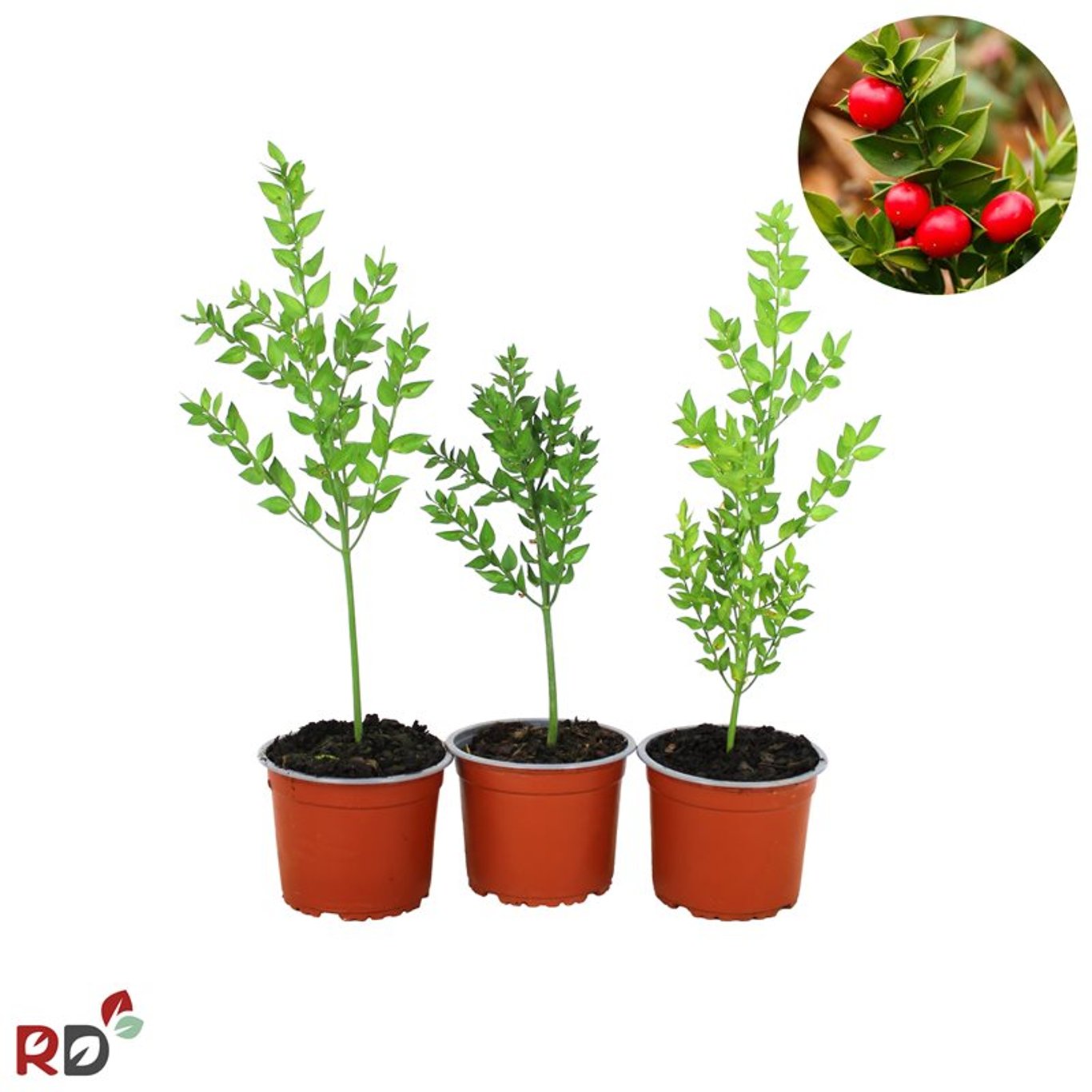 Ruscus aculeatus - C2
